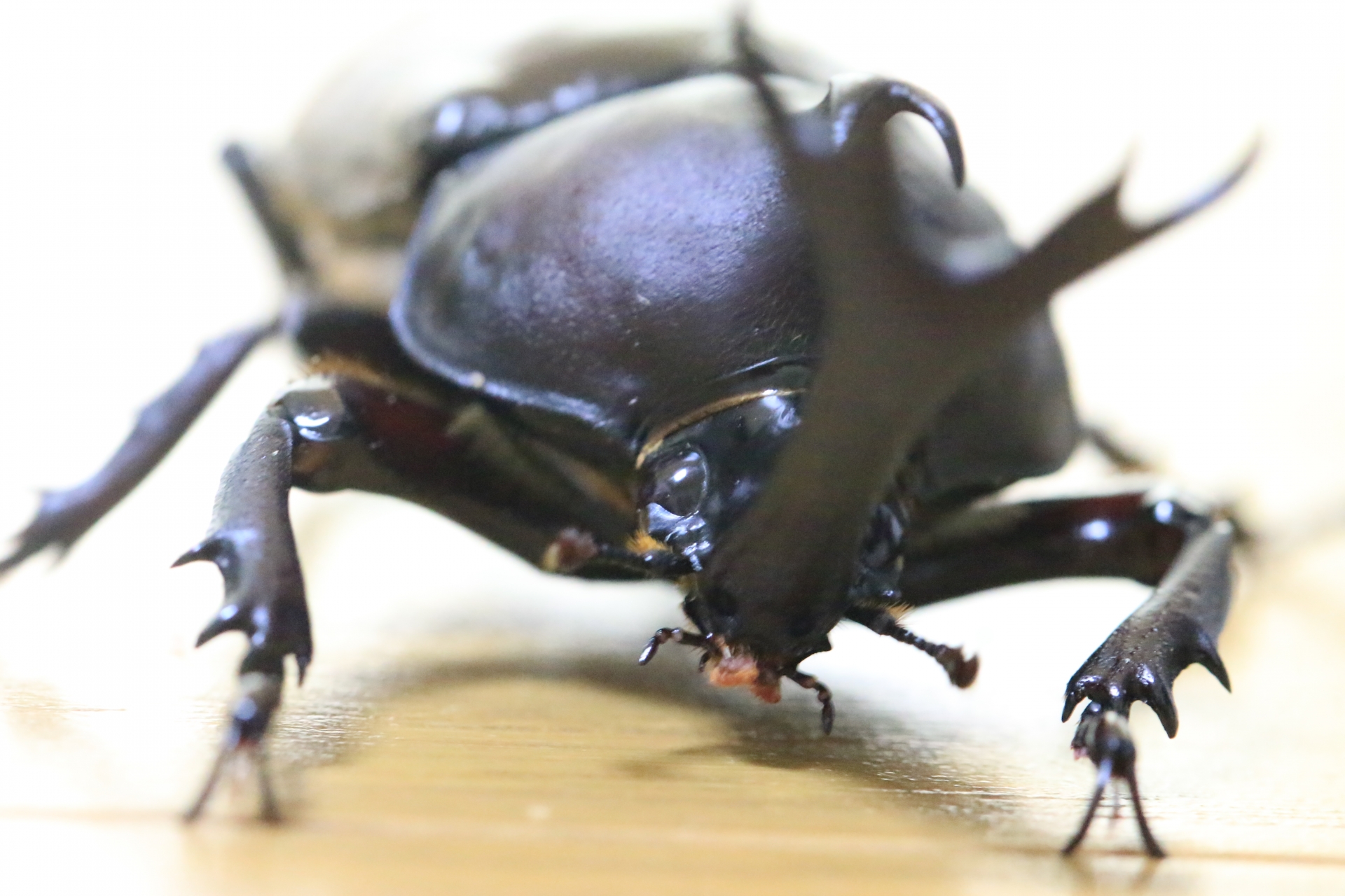 カブトムシってどんな昆虫 昆虫界最強 捕まえ方や育て方も紹介